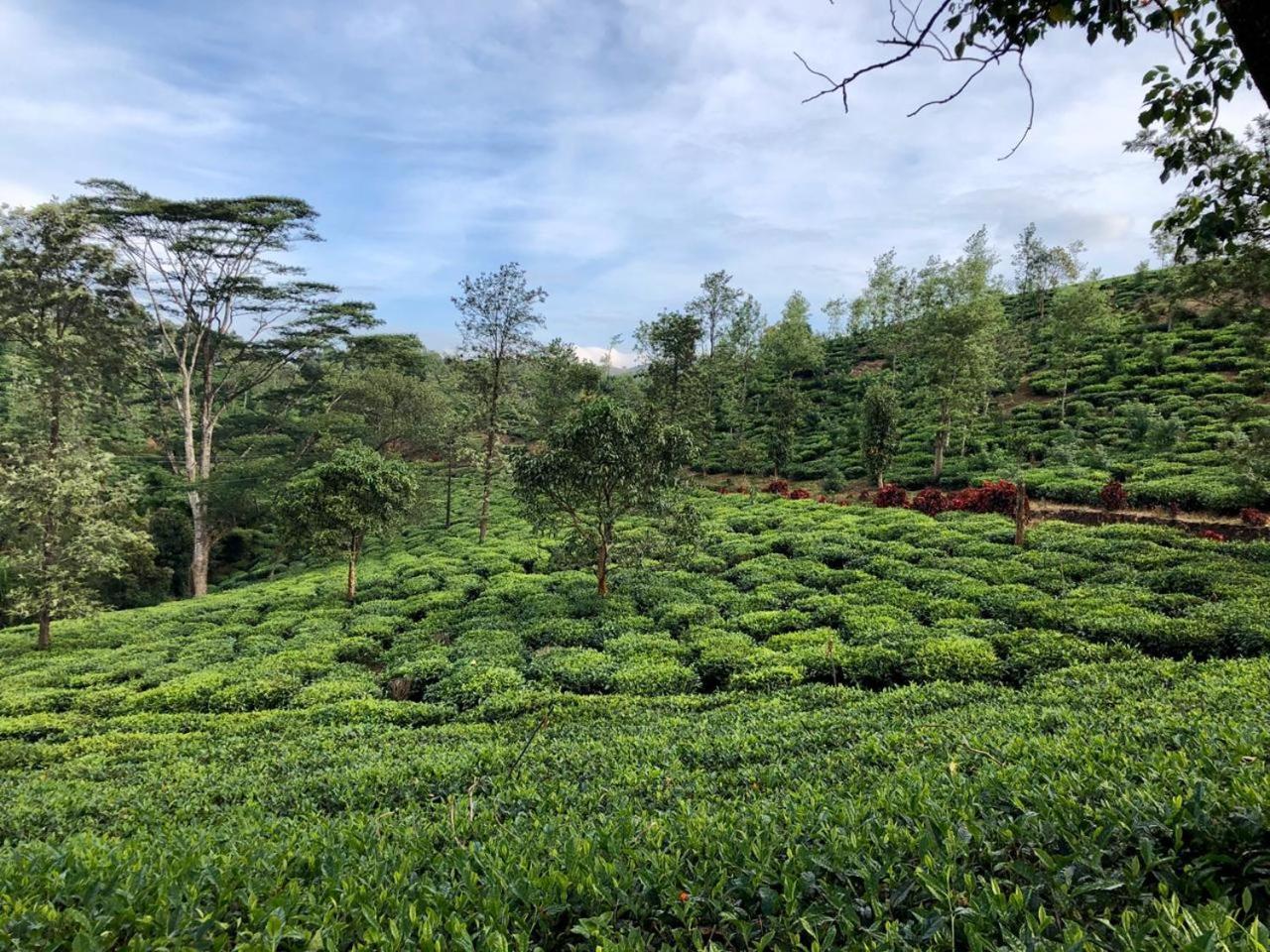 Hotel Parisons Plantation Experiences By Abad Mananthavady Zewnętrze zdjęcie