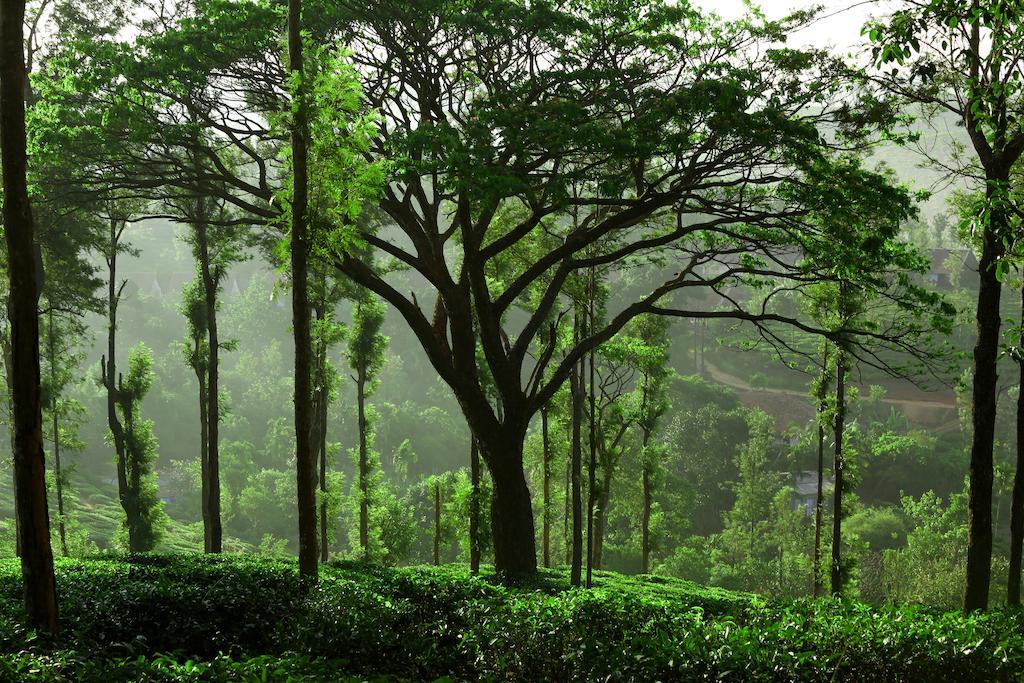 Hotel Parisons Plantation Experiences By Abad Mananthavady Pokój zdjęcie